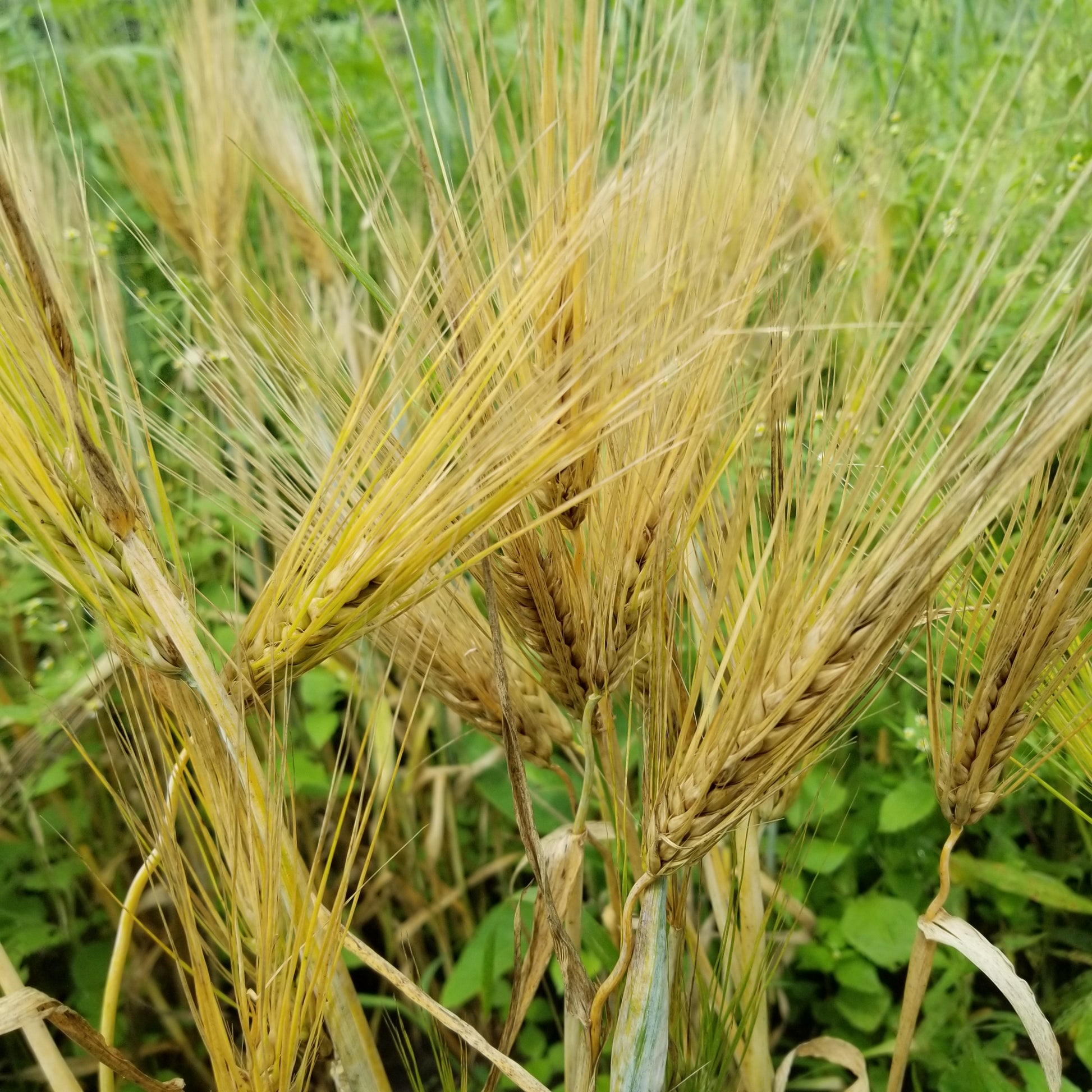 Naked Food Barley 111-621