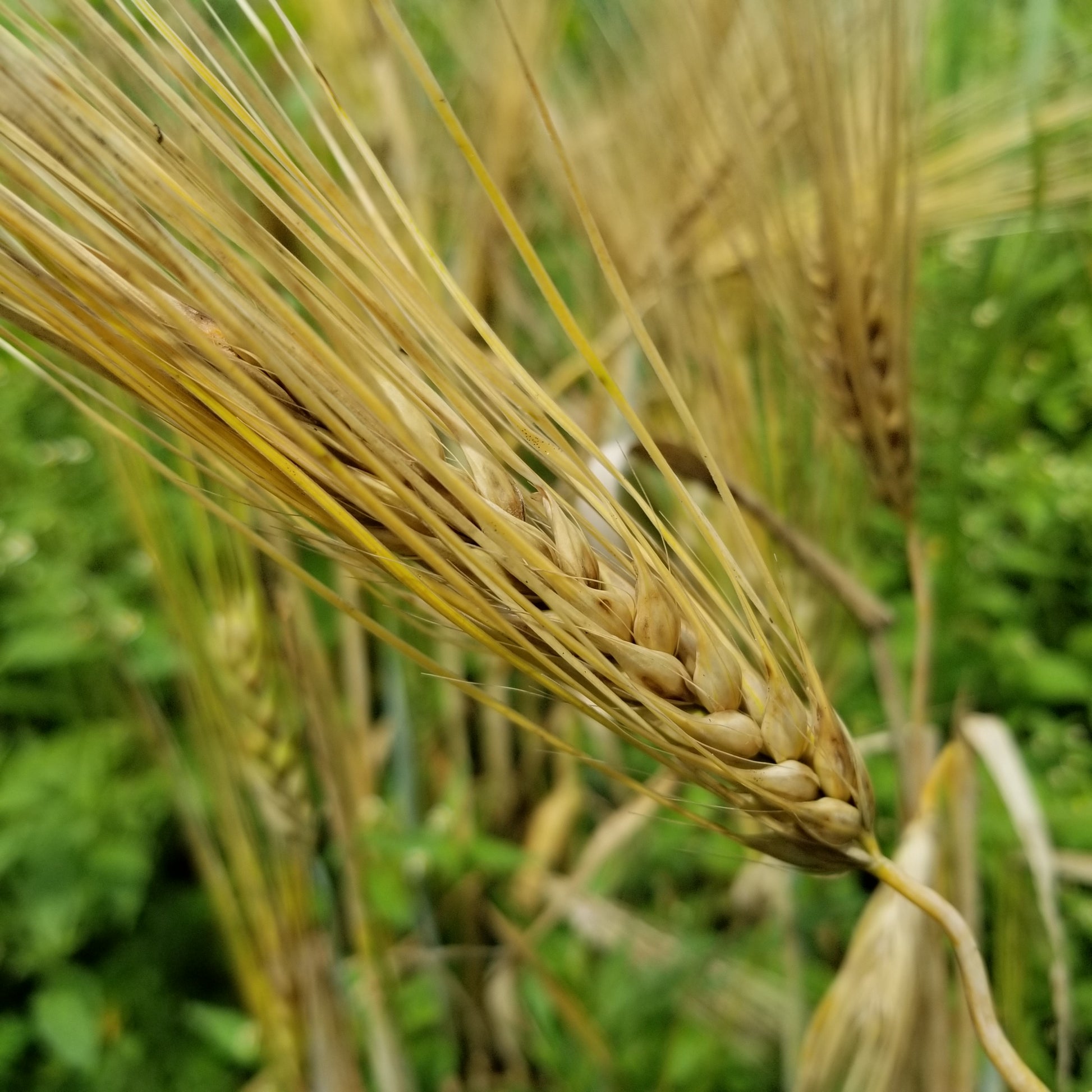 Naked Food Barley 111-621