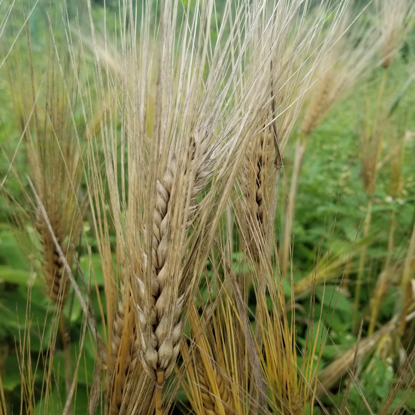 Naked Food Barley 113-834