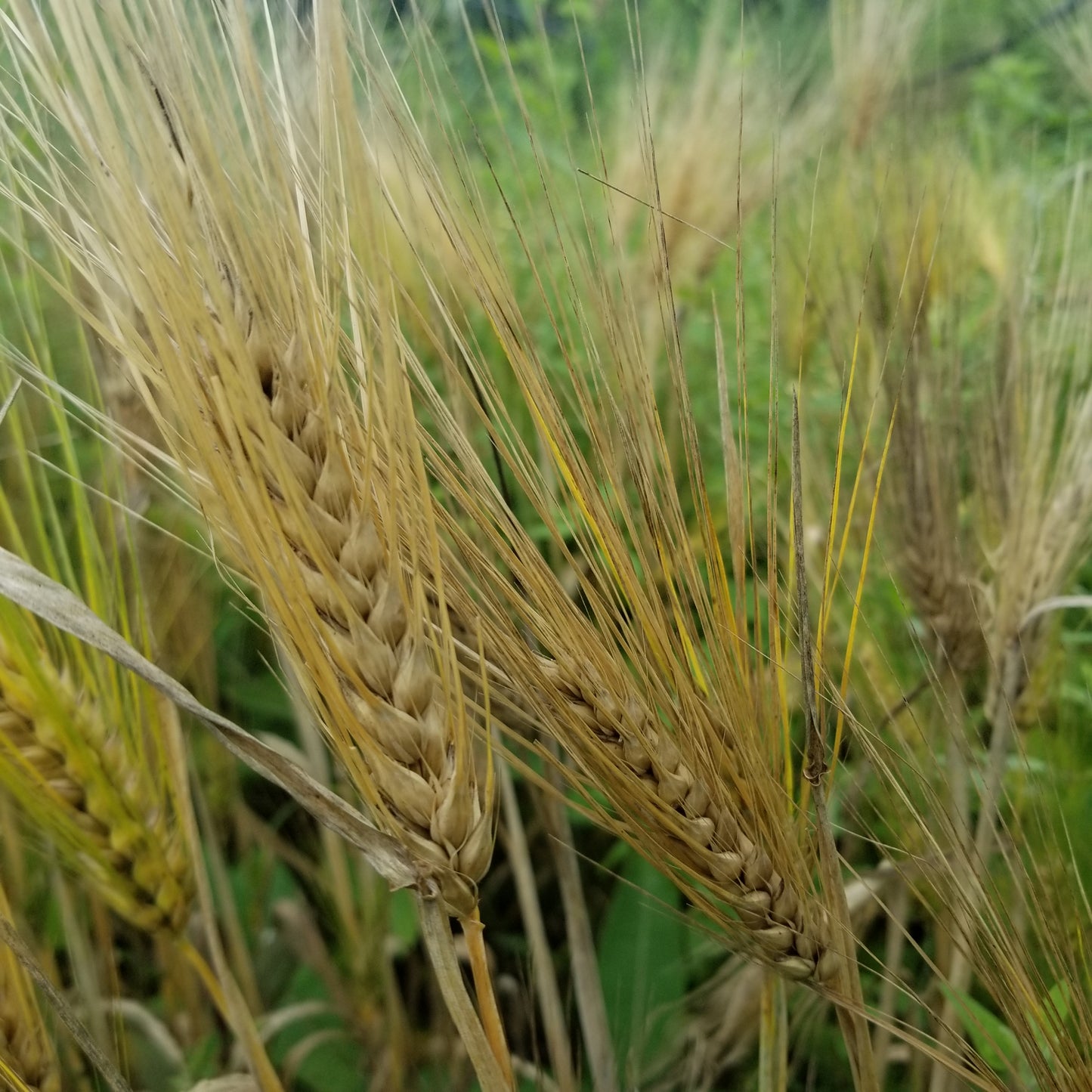 Naked Food Barley 113-834