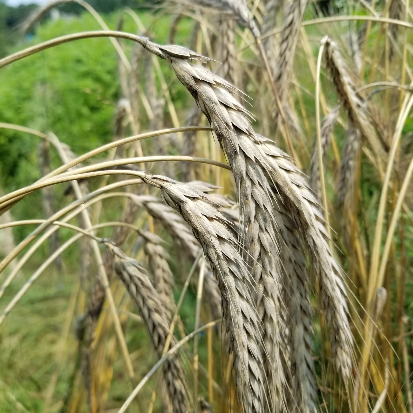 Beautifully awned spikes of winter triticale Bokolo - drooping heavy with grain set, near maturity - field view