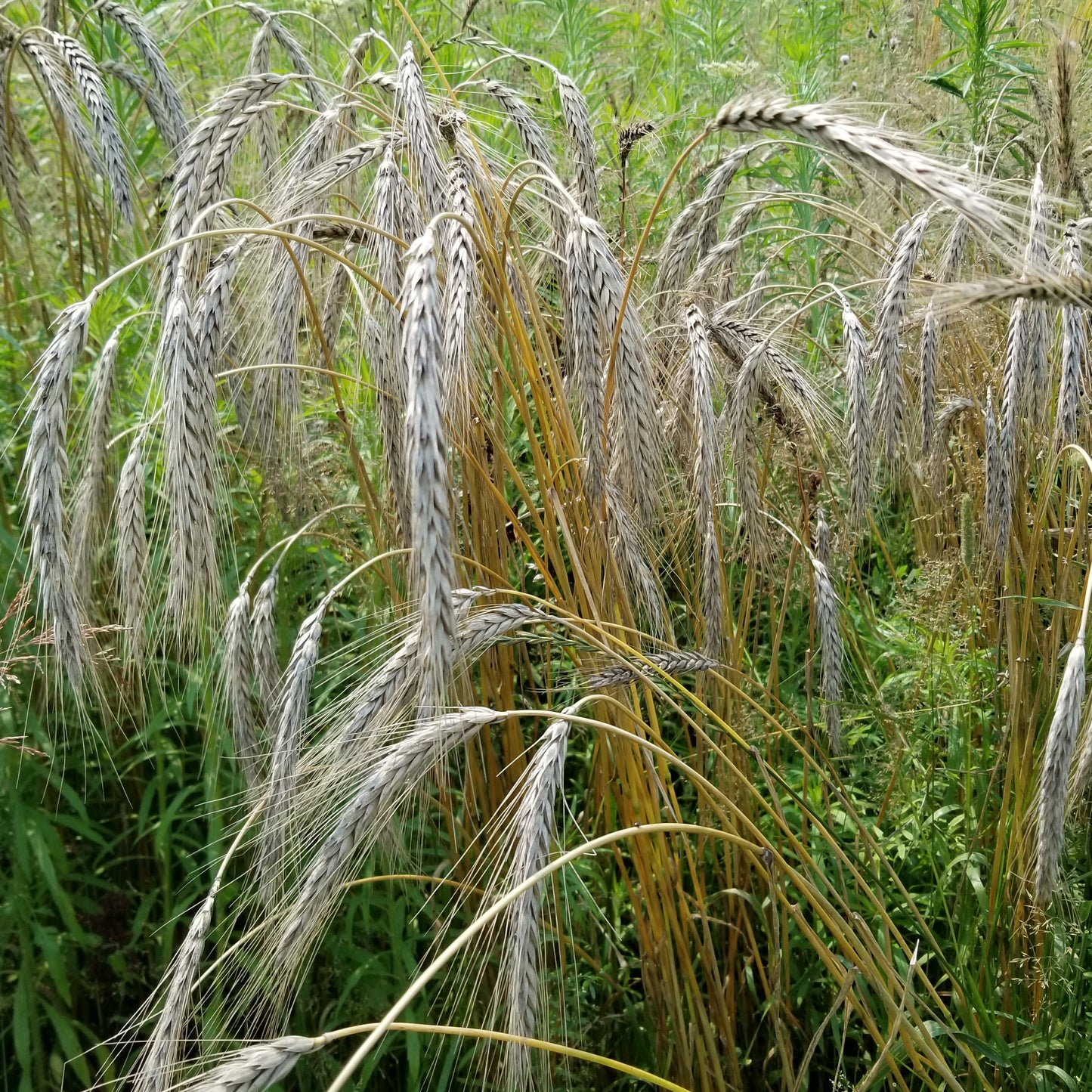 Field view of a plot of Bokolo Triticale planted in the fall and ready for harvest