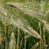Dutchess Barley with beautiful long awns to protect it