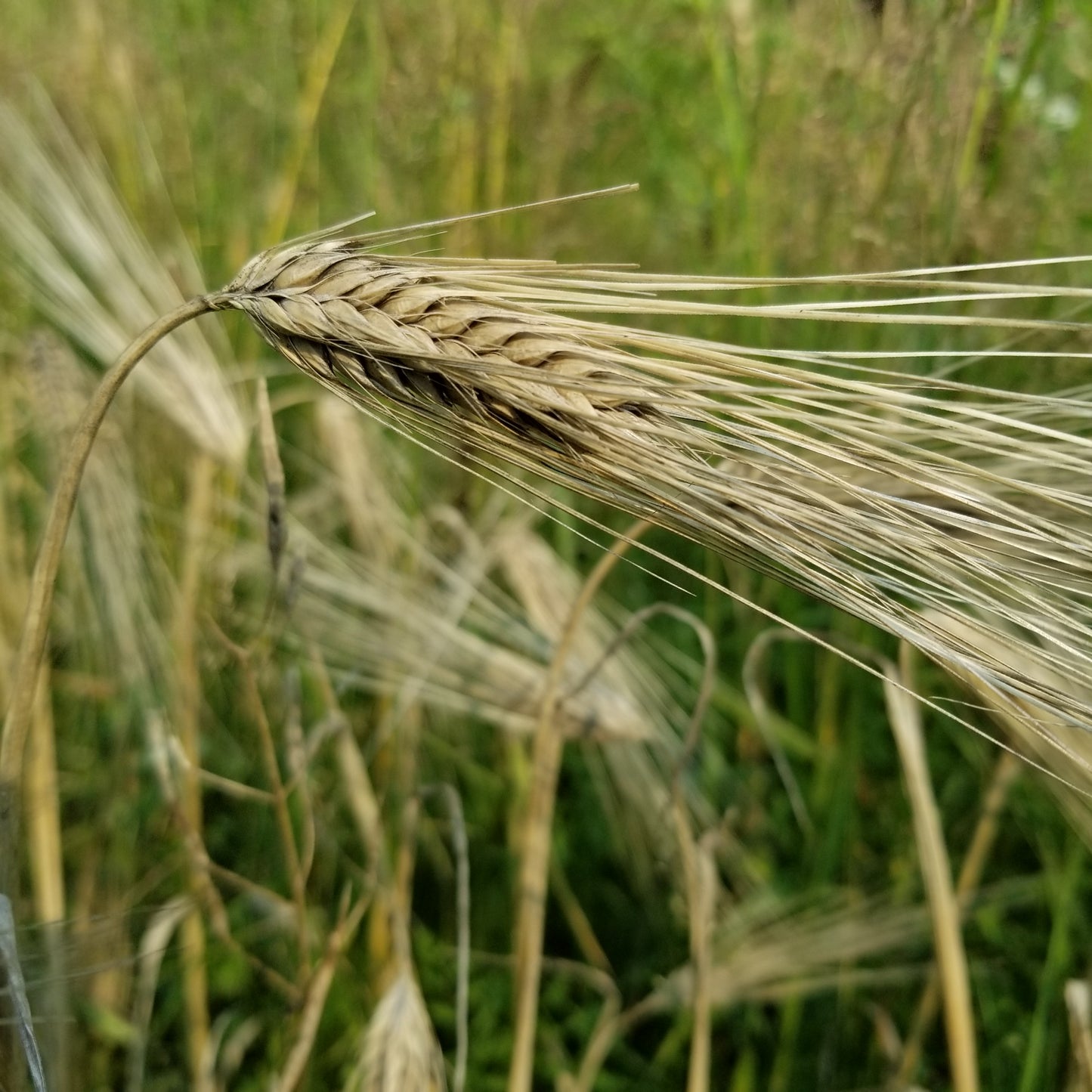Dutchess Barley makes a beautiful decoration