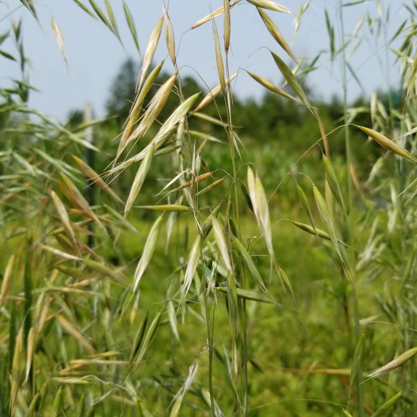 Kleiner Nackthafer Hull-less Oats (Small Naked Oats)