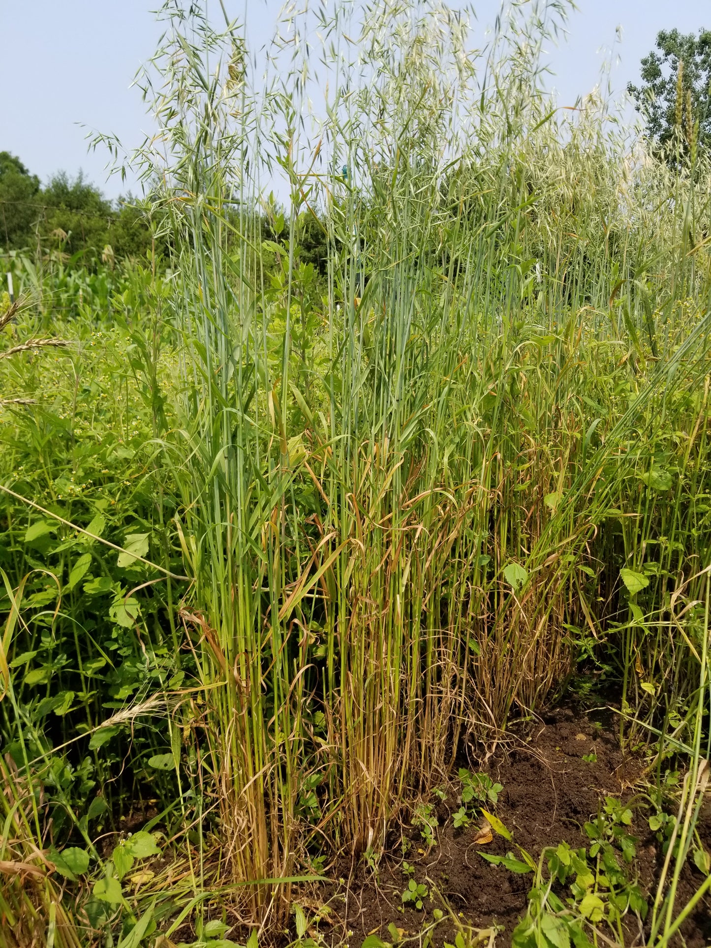 Kleiner Nackthafer Hull-less Oats (Small Naked Oats)