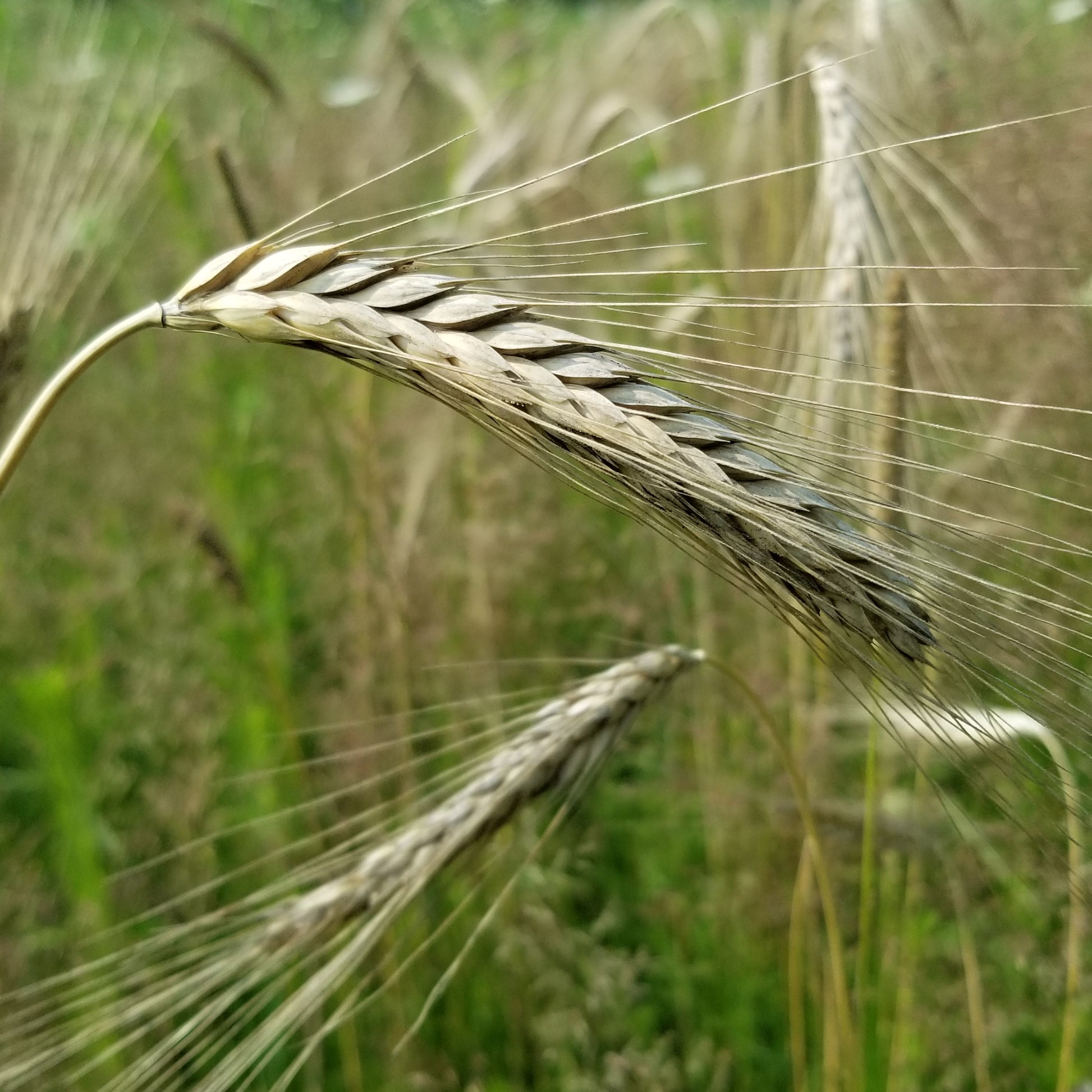 Polish Triticale