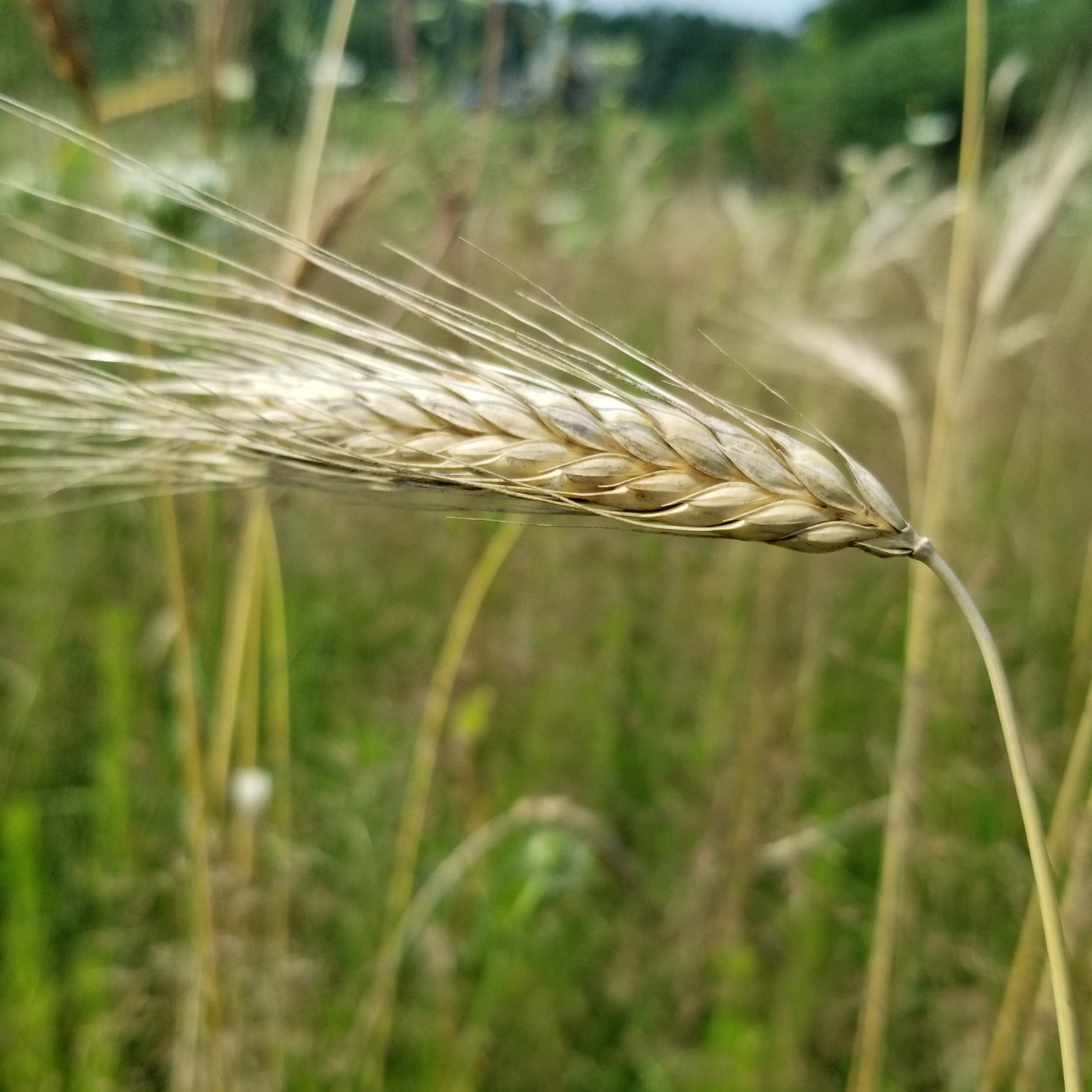 Polish Triticale