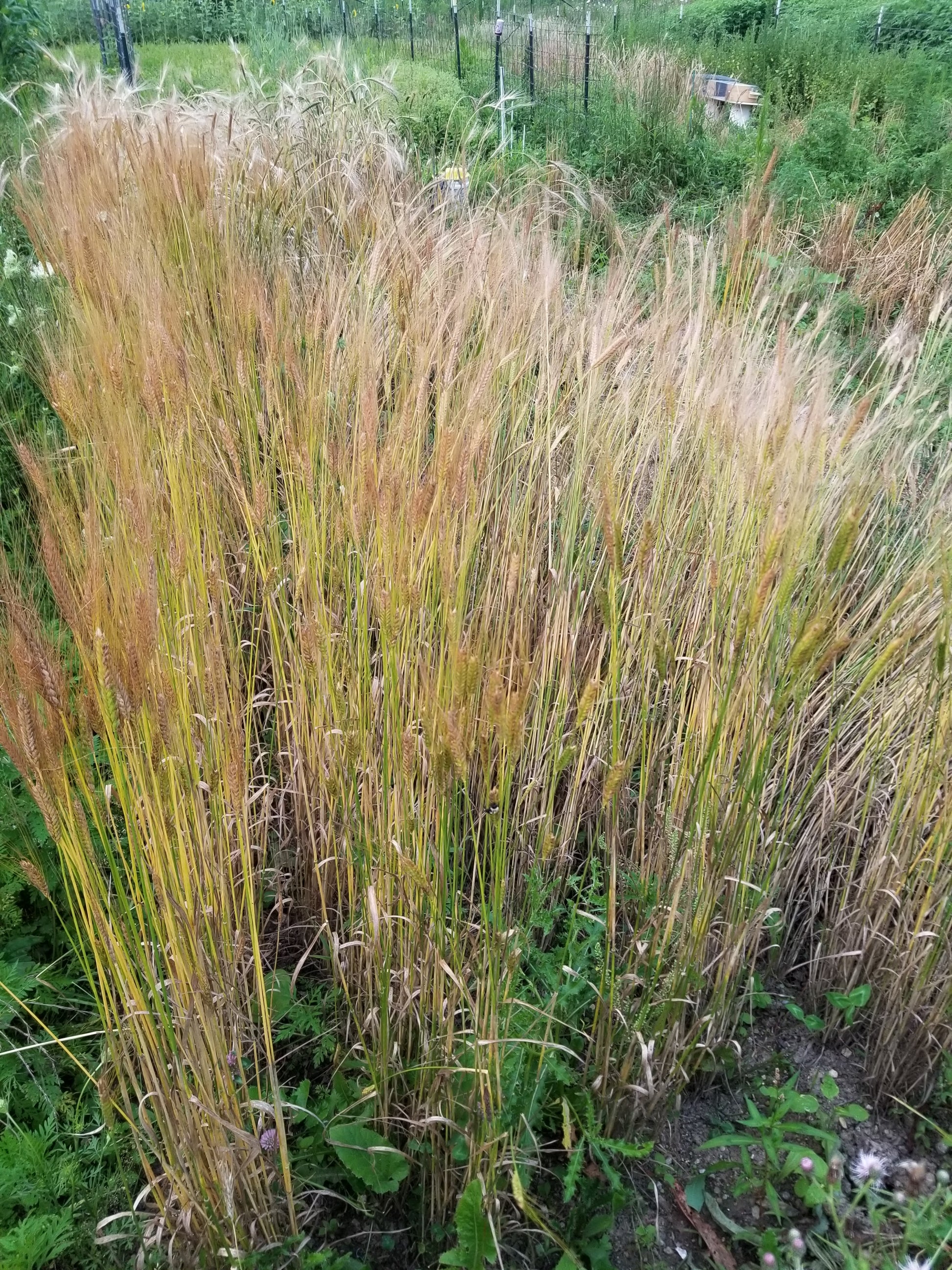Alaskan Fall Spelt (Einkorn) nearing maturity- field view
