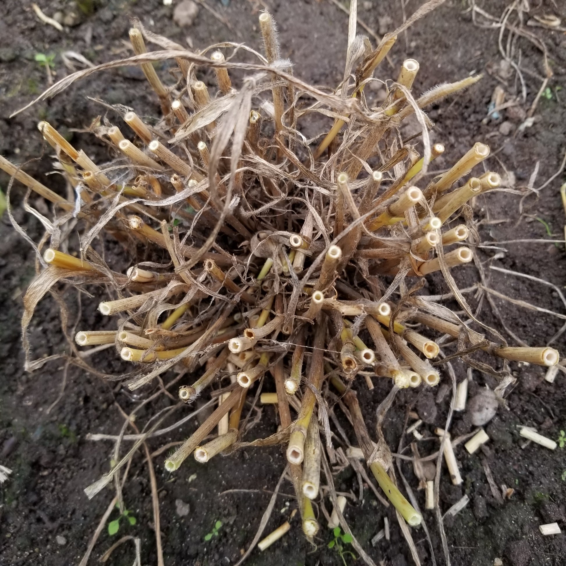 super tillering with Timopheevii Wheat