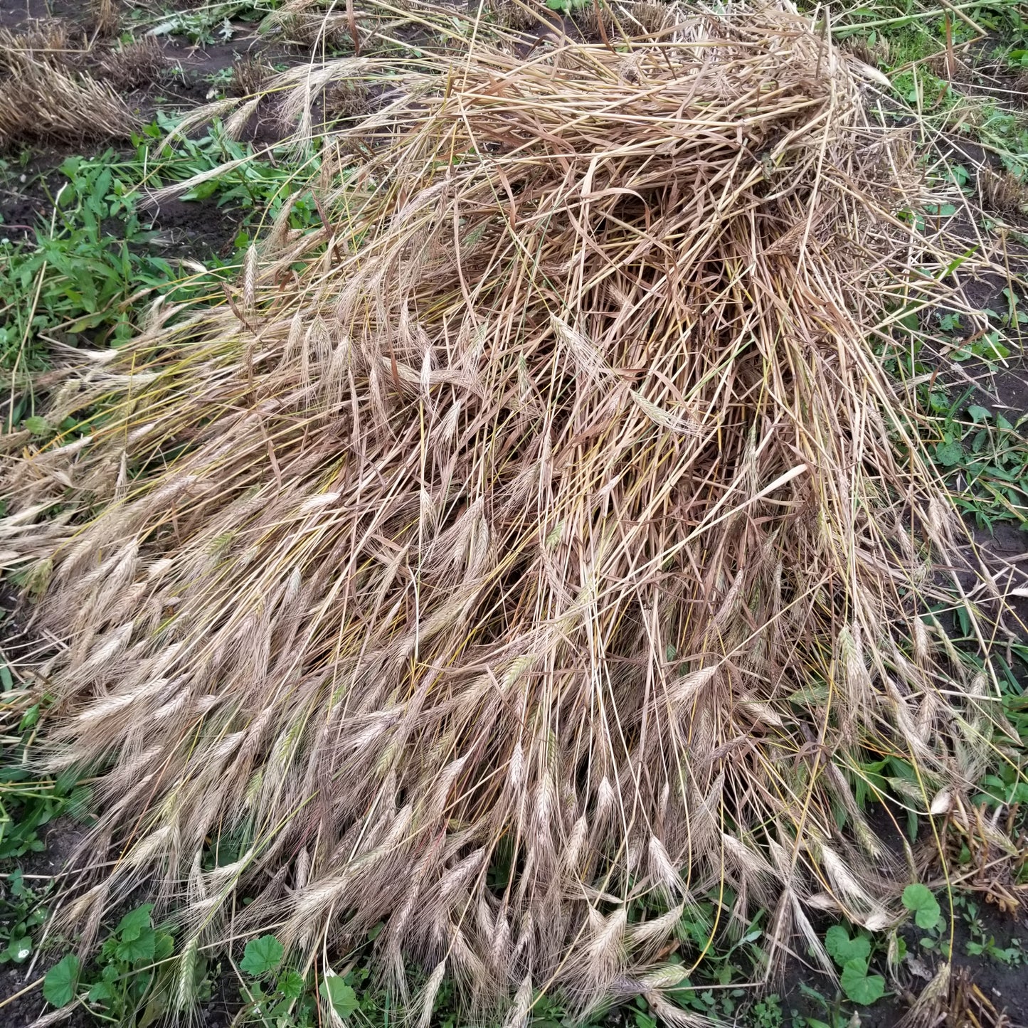 Timopheevii Wheat
