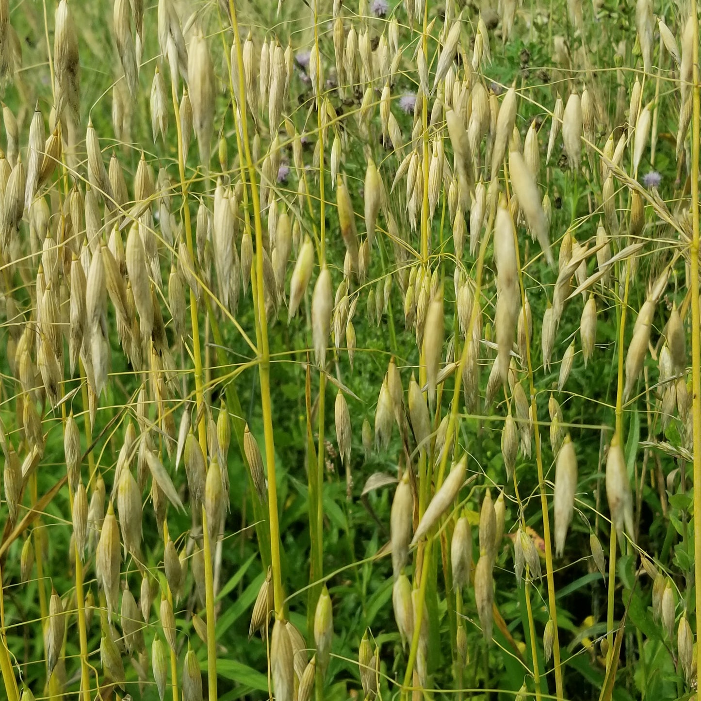 Hull-less Oats