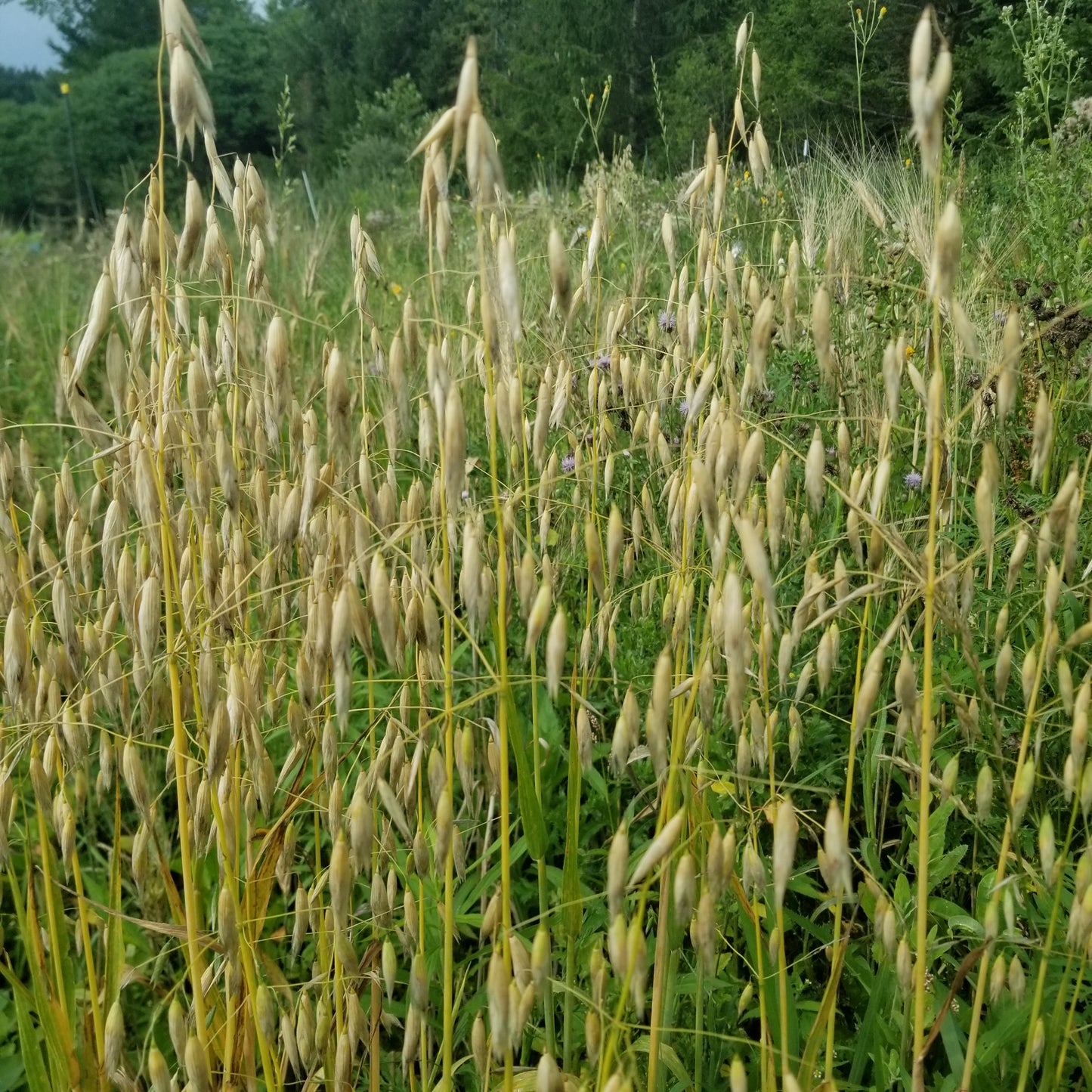 Hull-less Oats