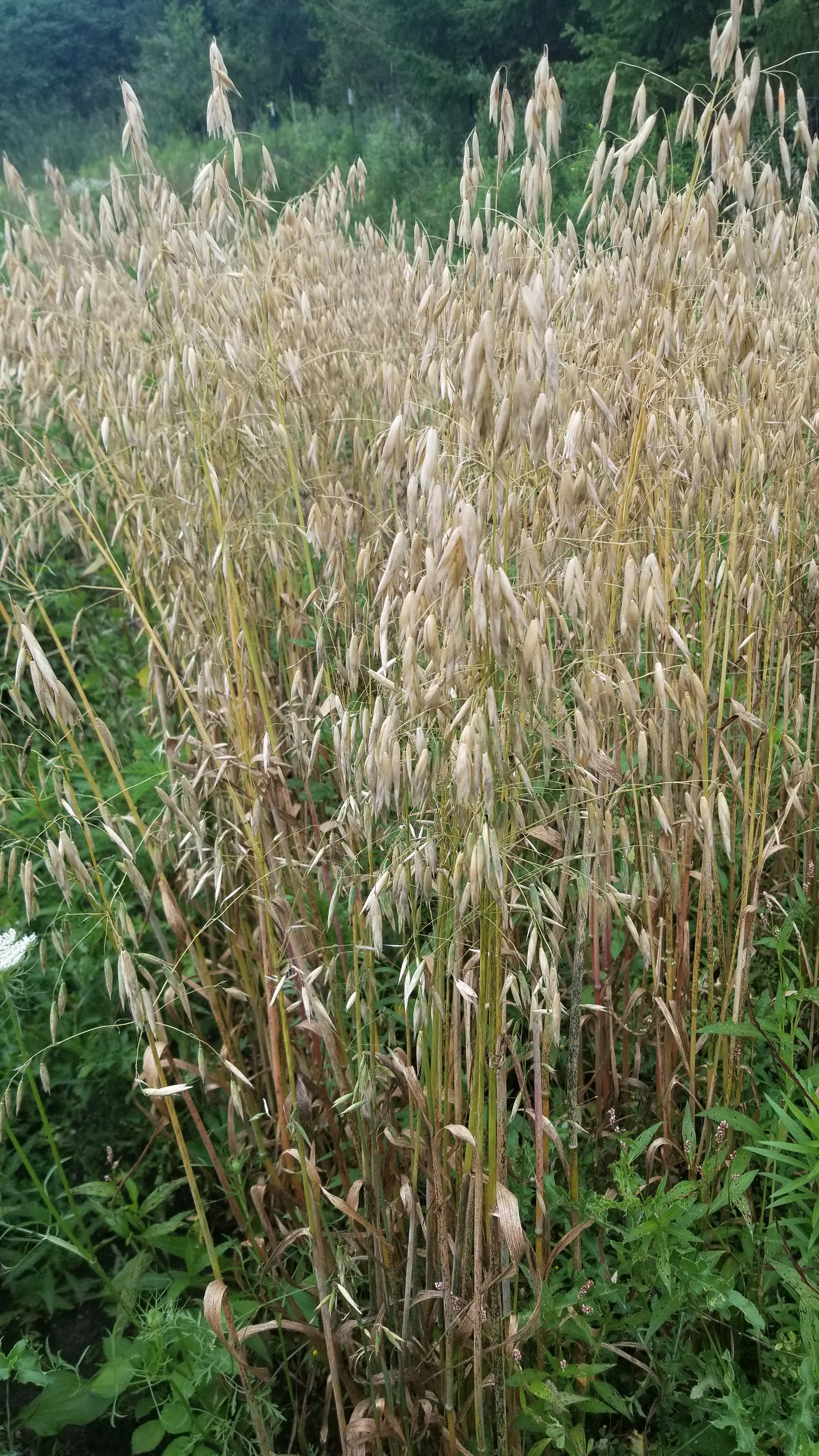 Mozart Hull-less Oats