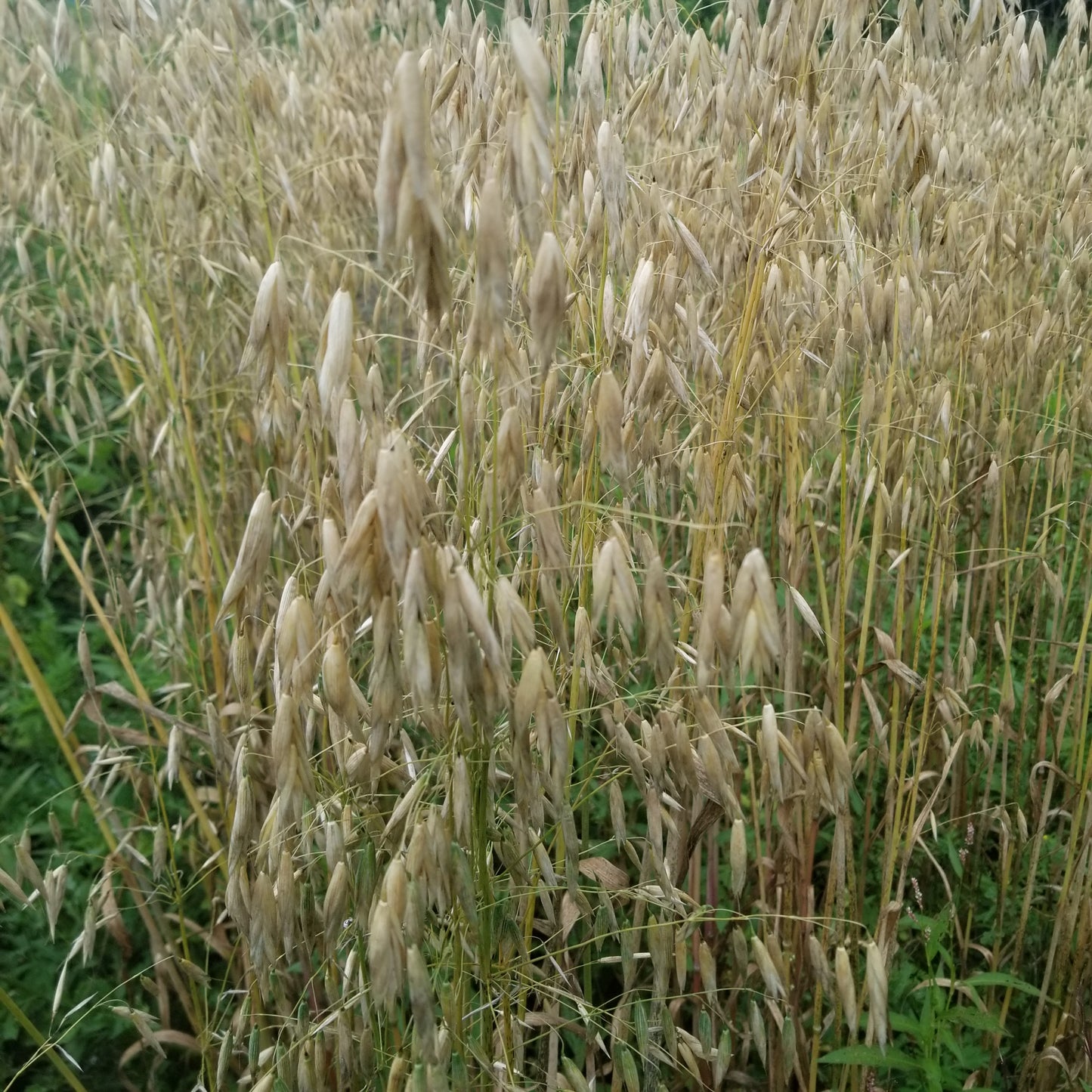 Mozart Hull-less Oats
