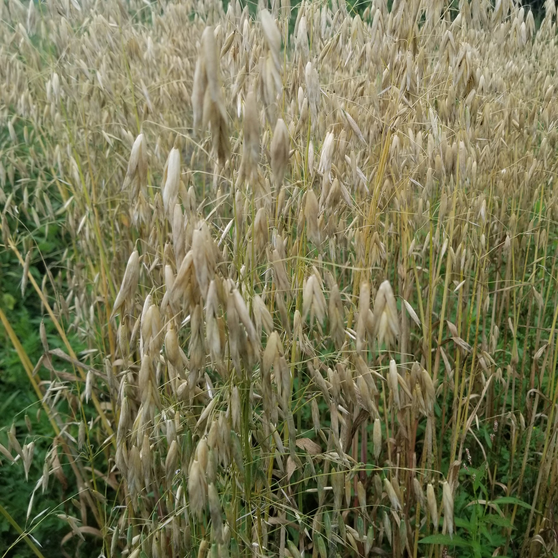Mozart Hull-less Oats