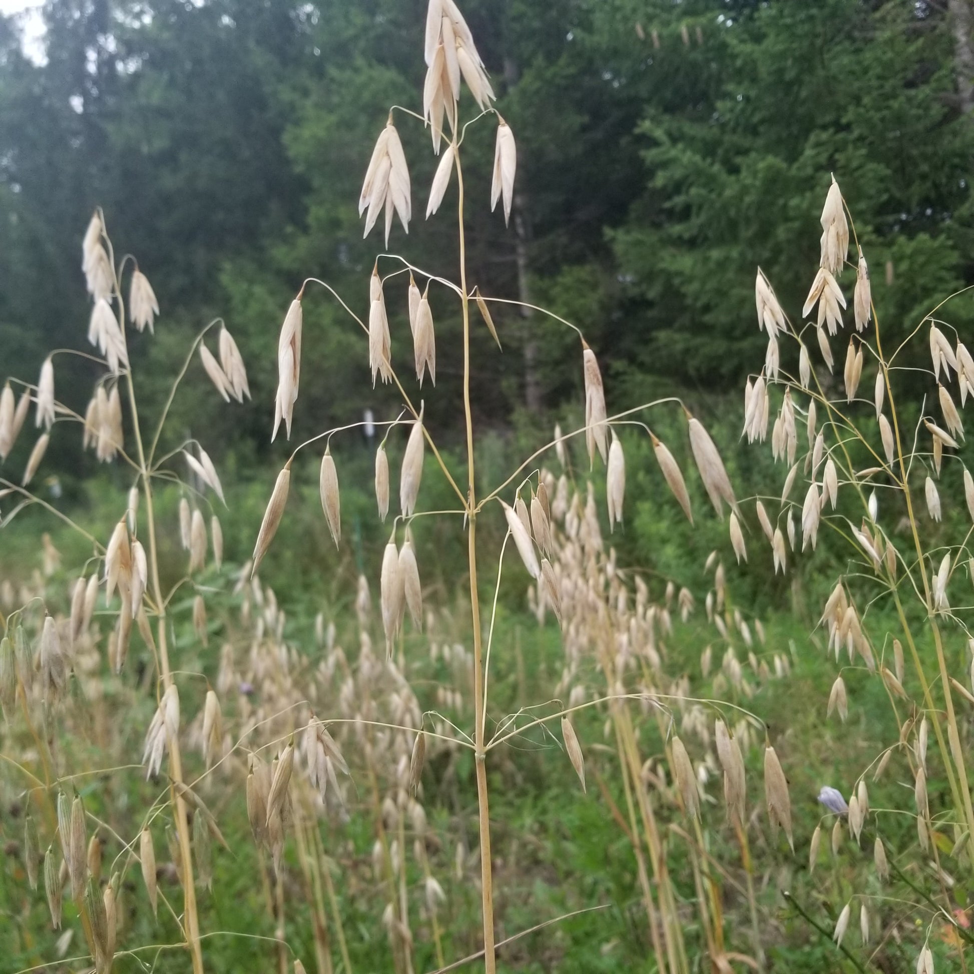 Nusso Hull-less Oats