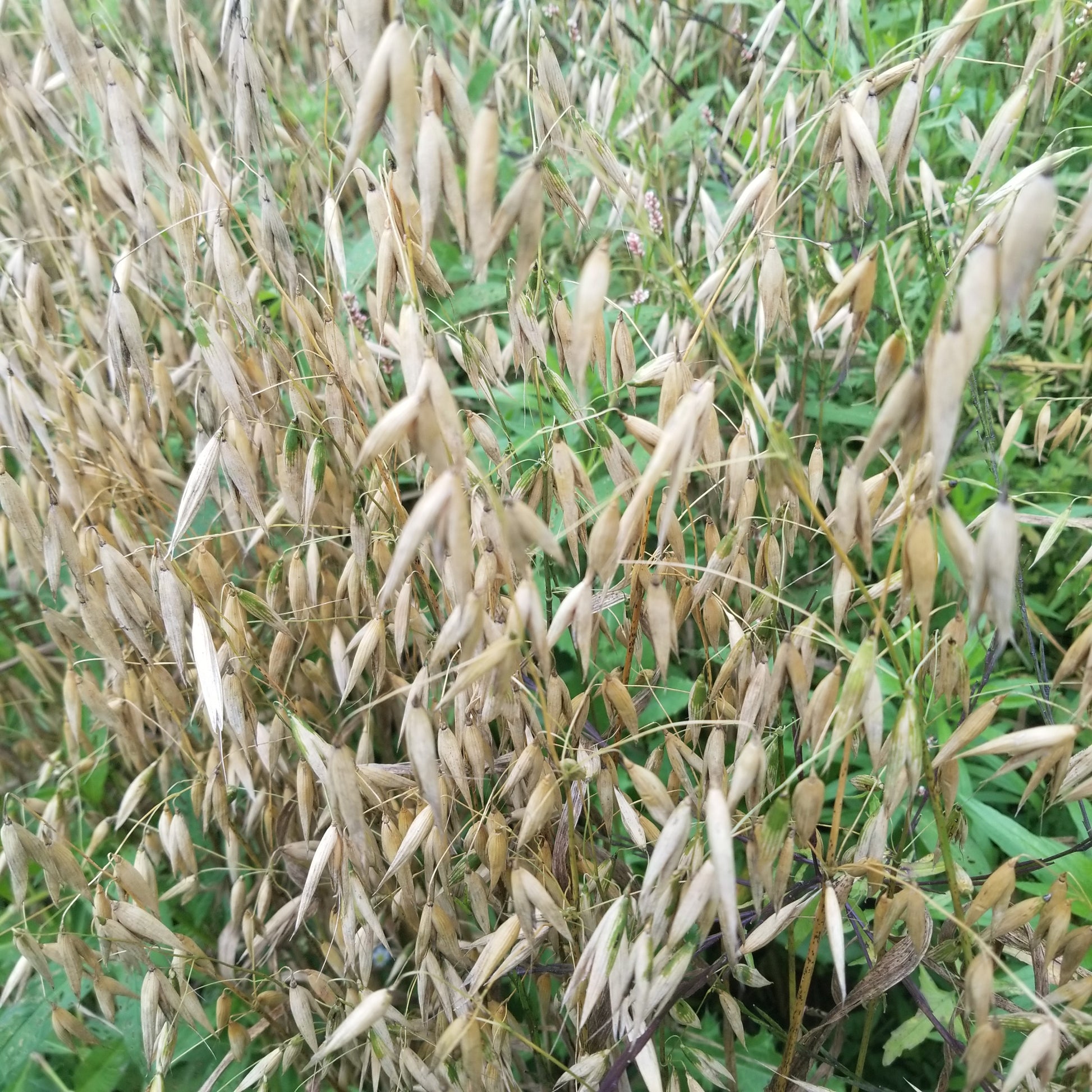 Swan Oats