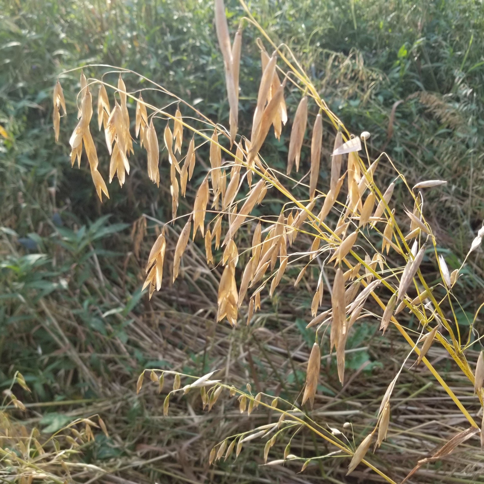 Liberty Hull-less Oats