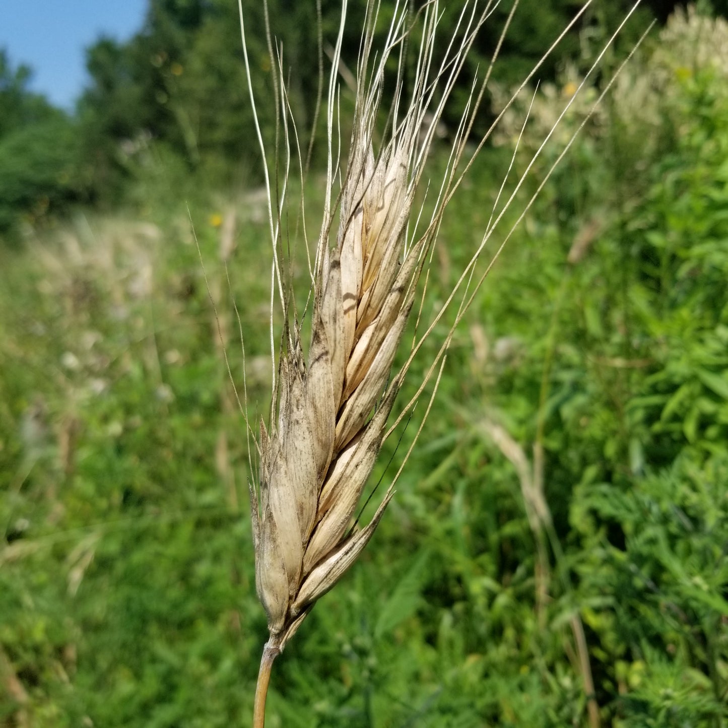 Sin El-Pheel Wheat