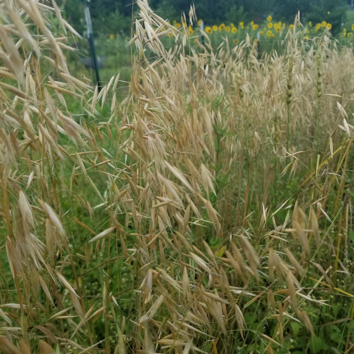 Kleiner Nackthafer Hull-less Oats