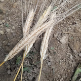 Harvested mature awned spikes of Provence Einkorn