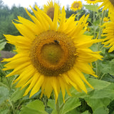 Rostov Sunflower