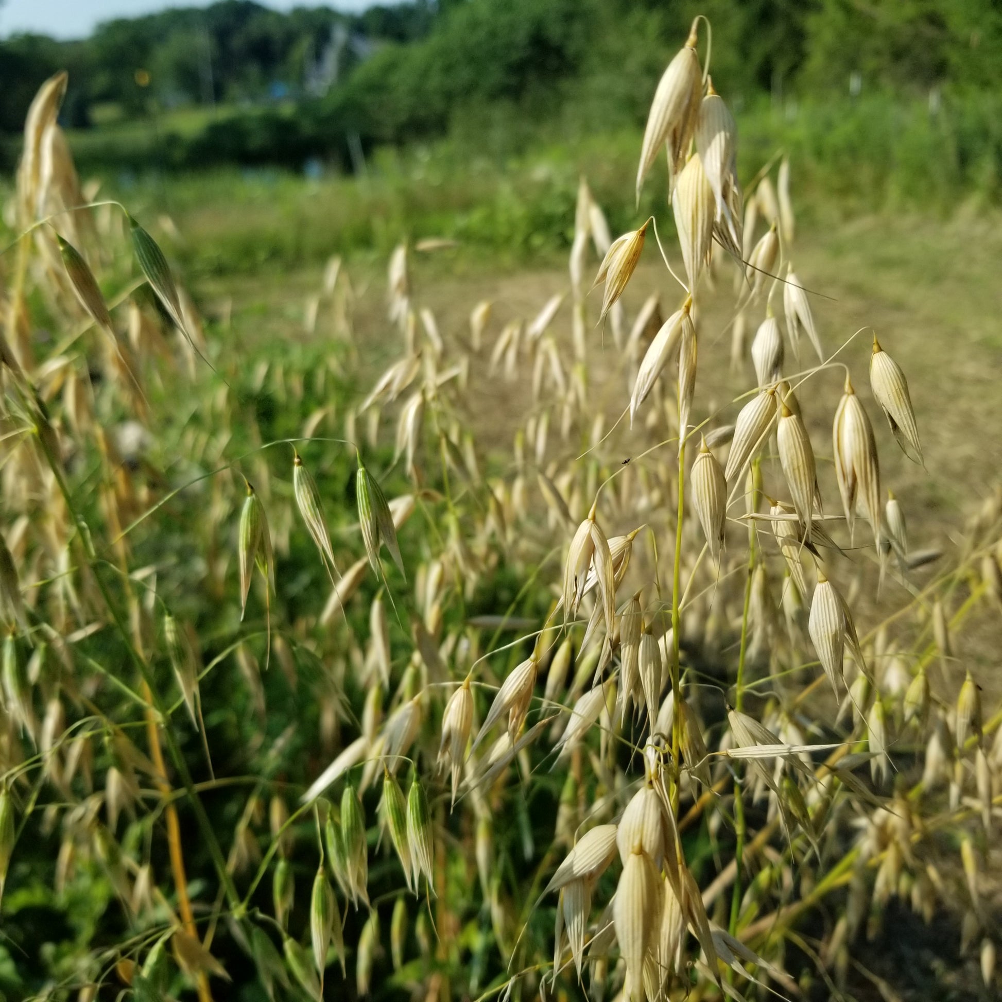 Vicar Oats Hulless Hull-less