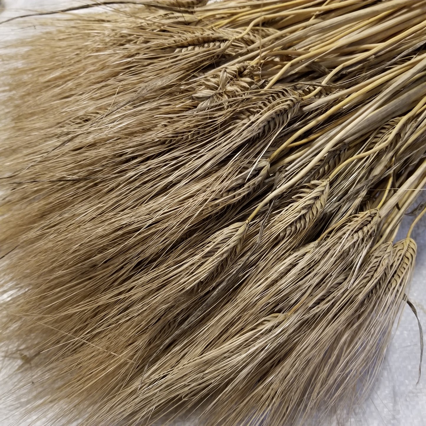 Schuyler Barley