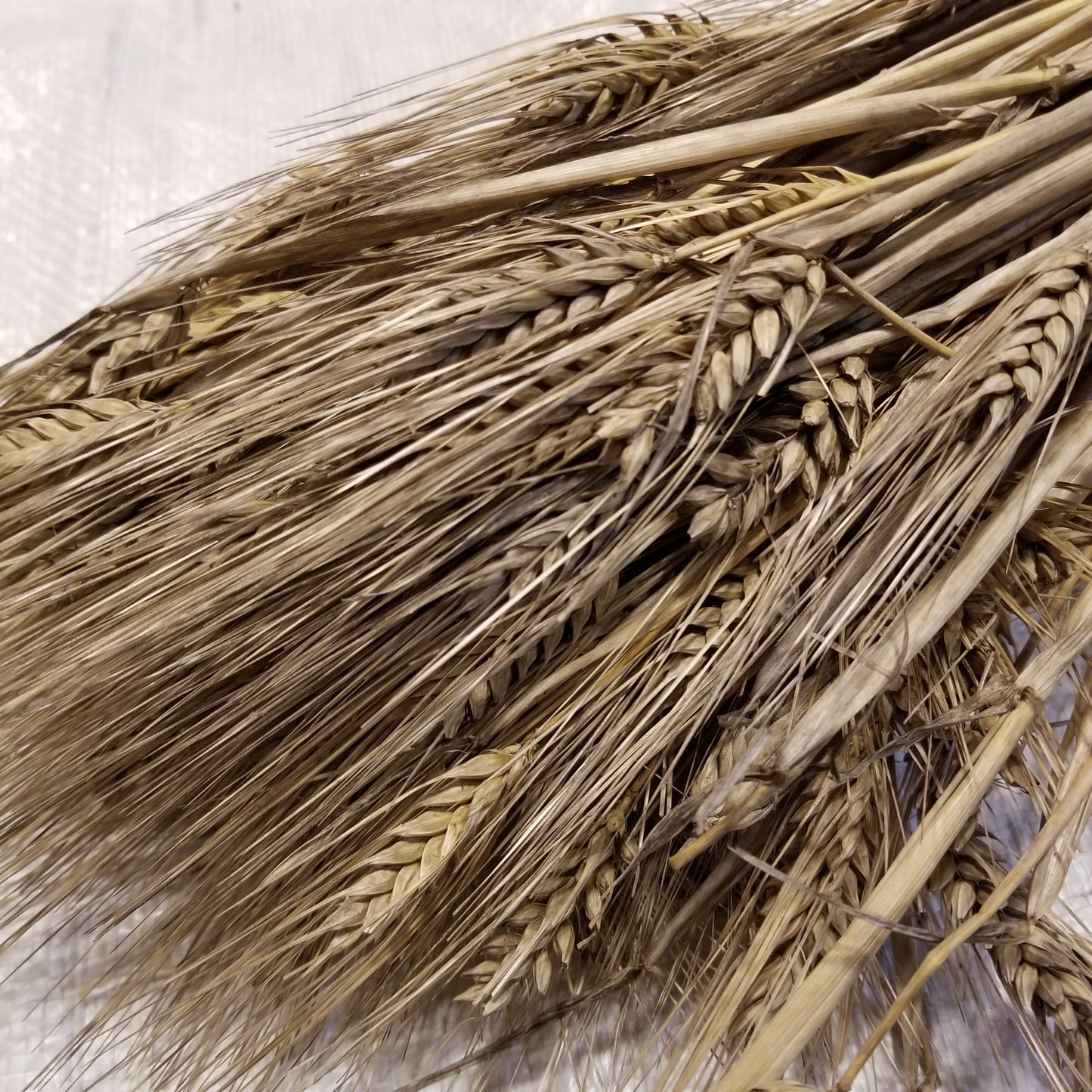 A bundle of mature harvested Callao barley tillers with their semi-compact spikes of awns holding plump hulled kernels