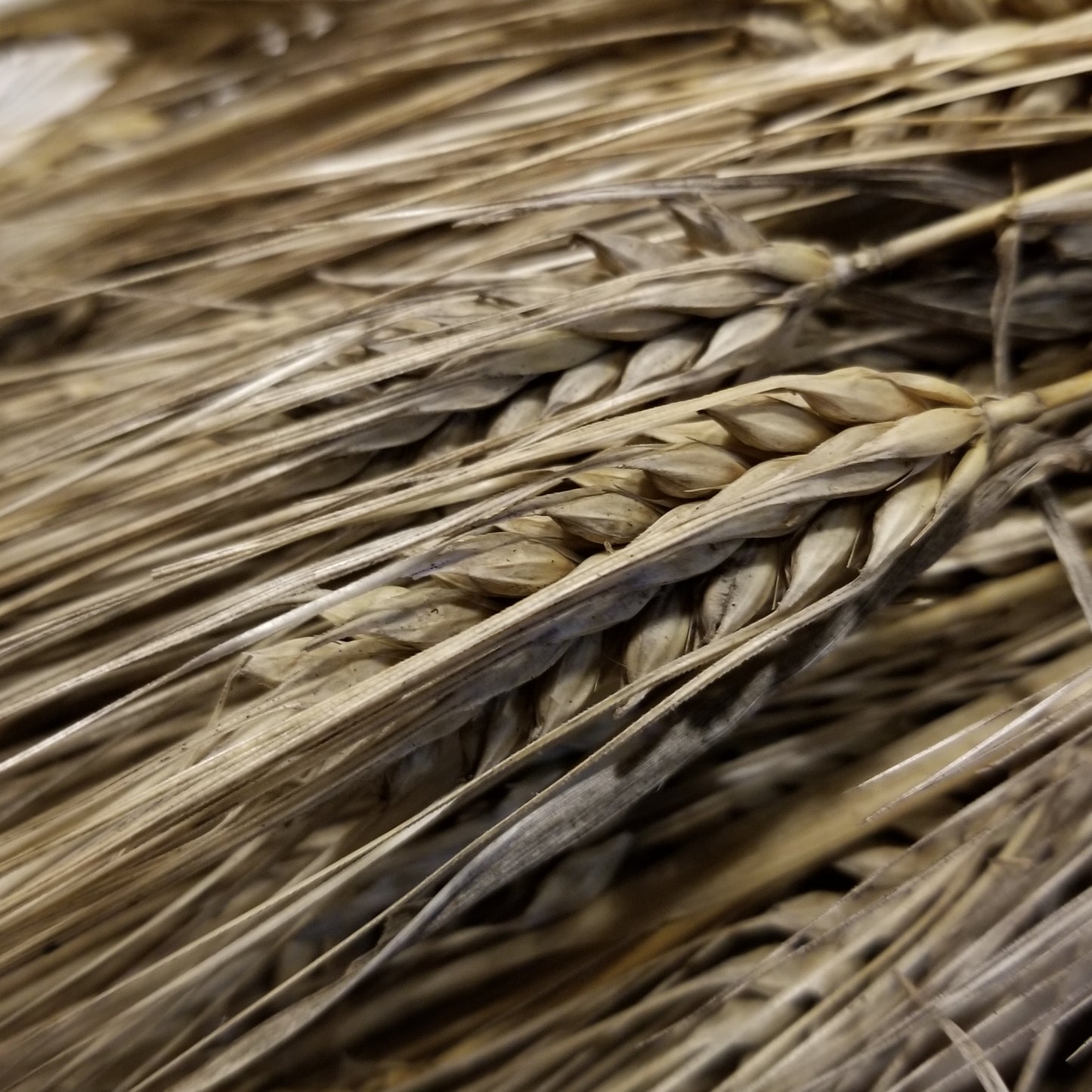 Harvested mature Callao barley spikes - semi-compact, awned, very plump hulled kernels