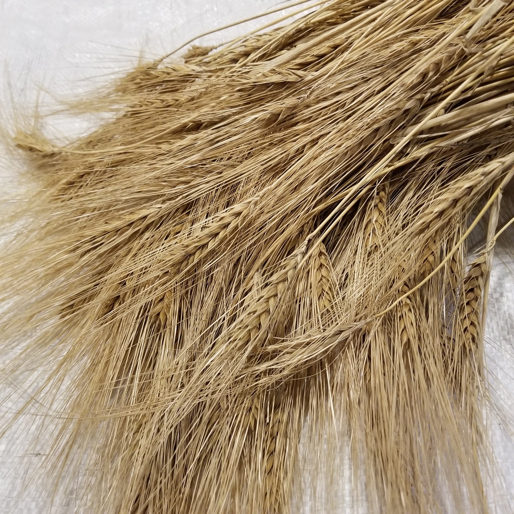Michigan Winter Barley