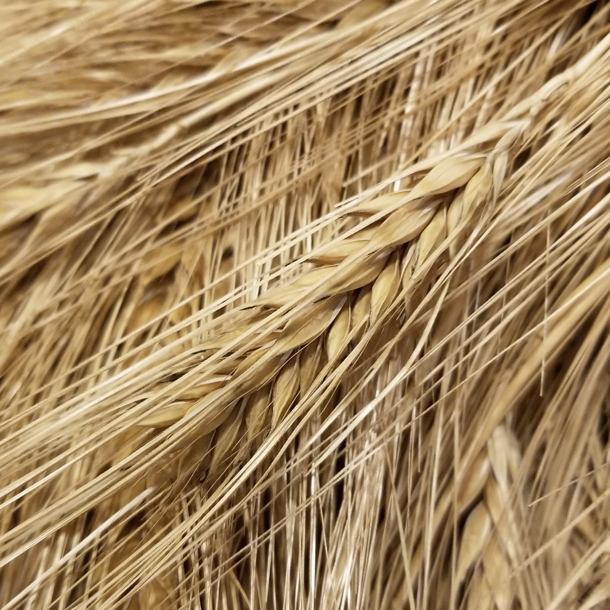 Michigan Winter Barley