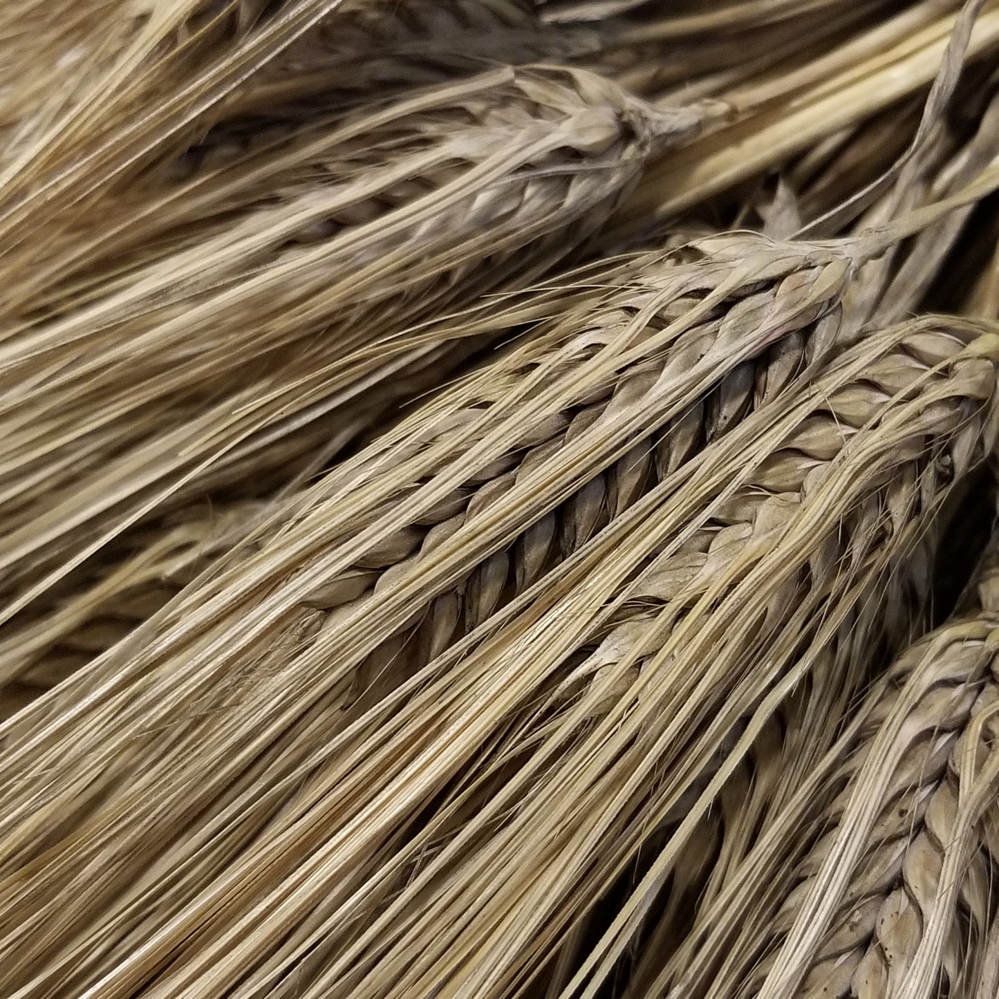 Dutchess Barley