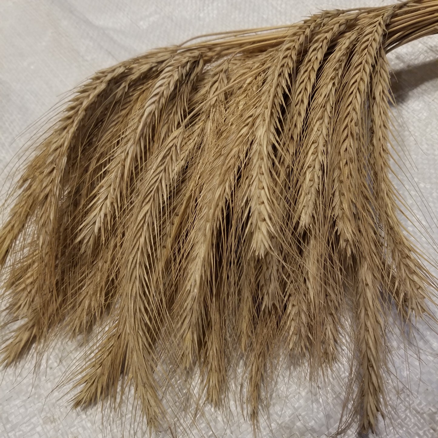 Sangaste Rye