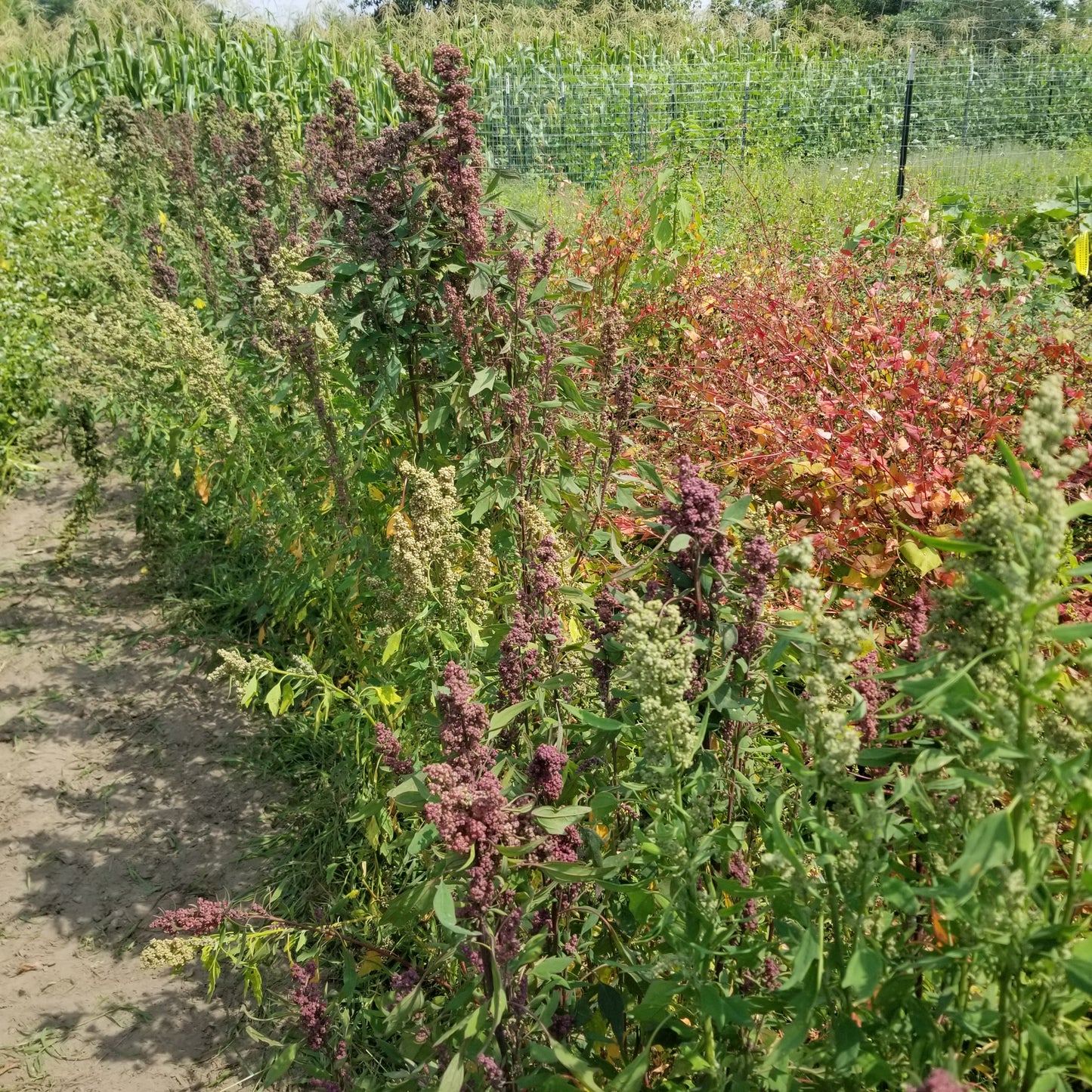 Multi-hued Quinoa