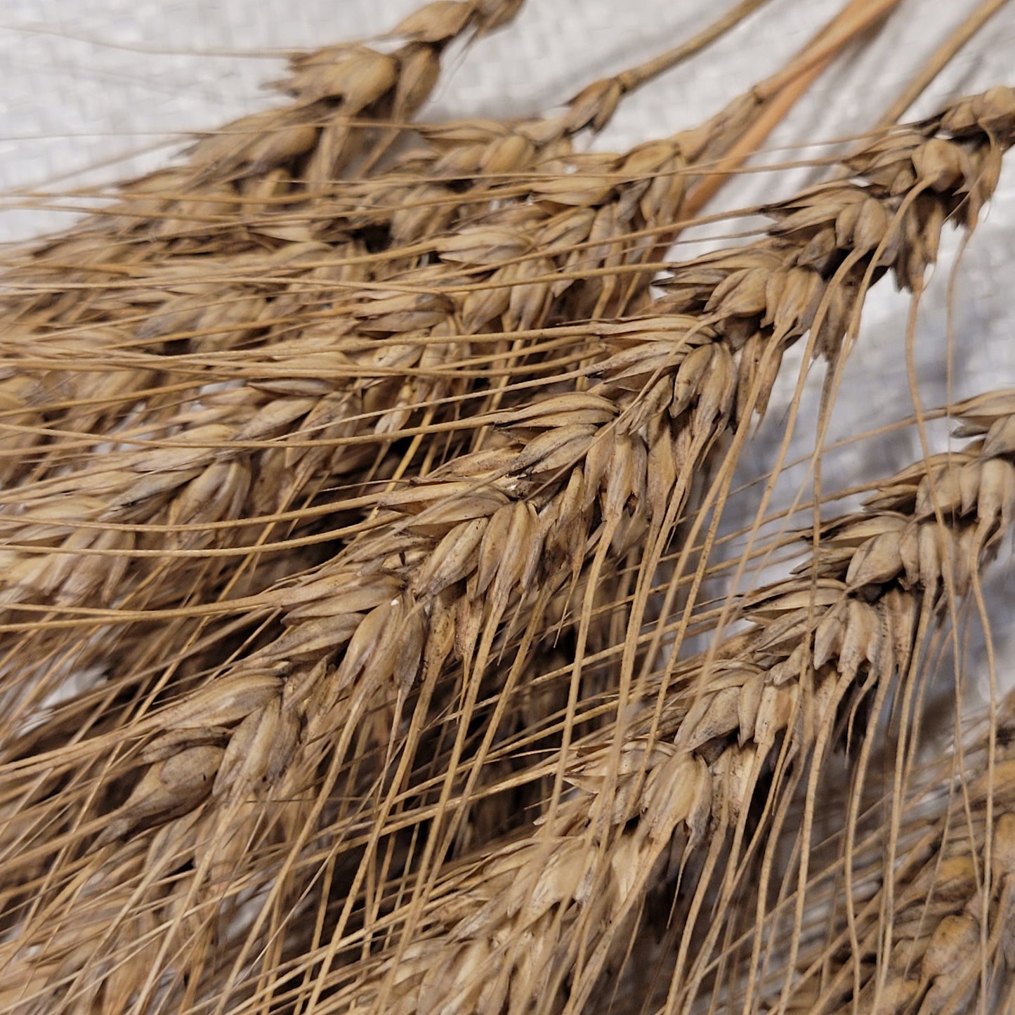 Turkey Red Wheat