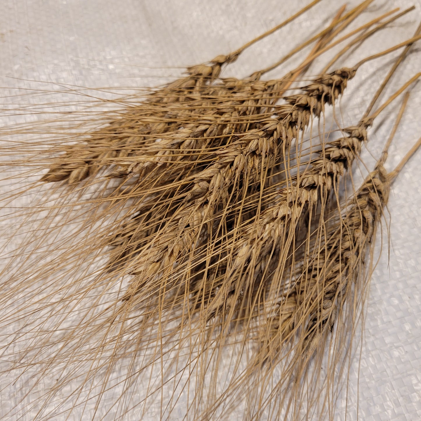 Turkey Red Wheat