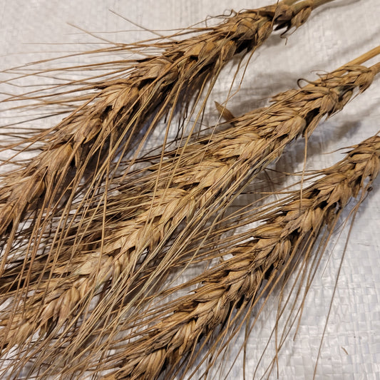 Berkeley Rock Wheat
