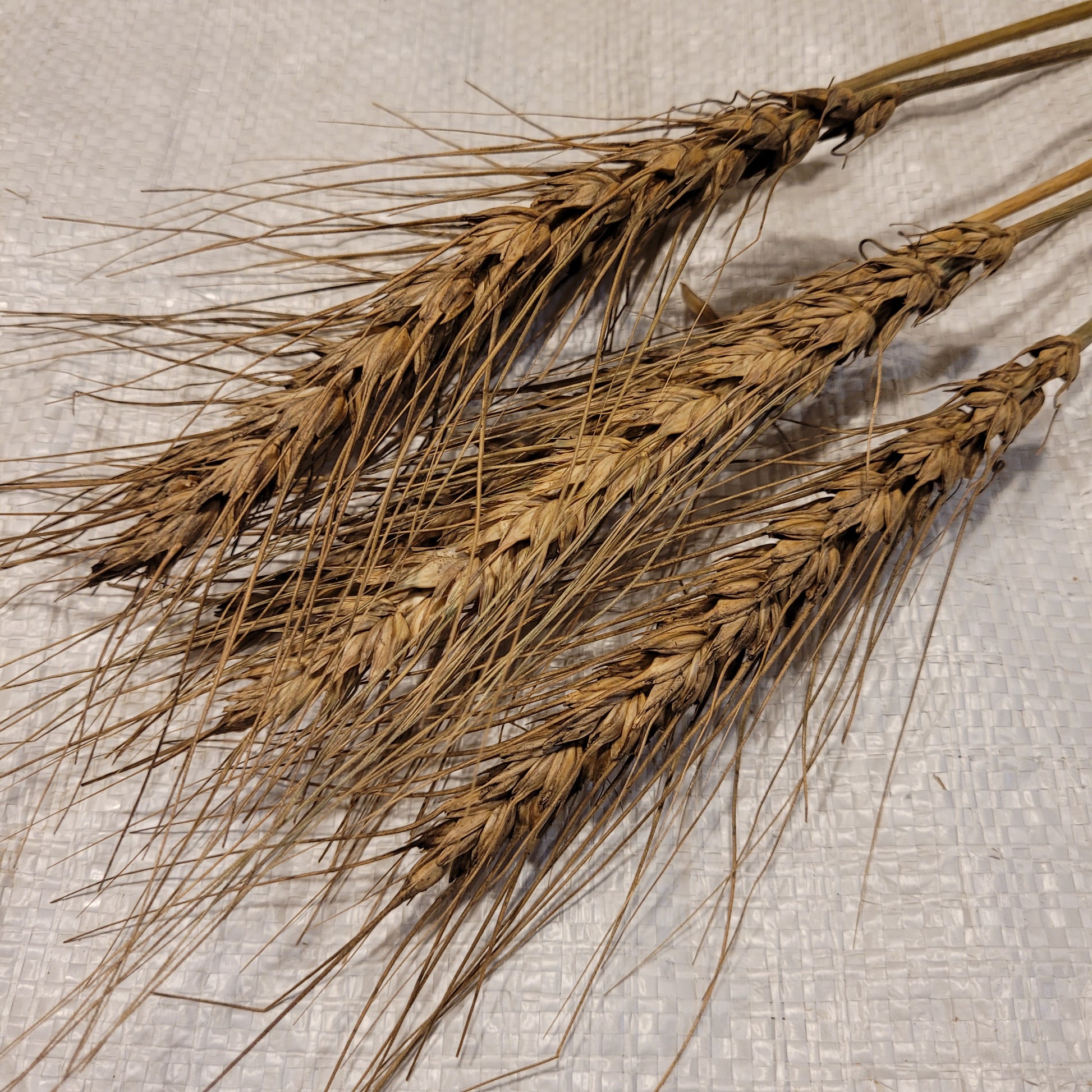 Berkeley Rock Wheat