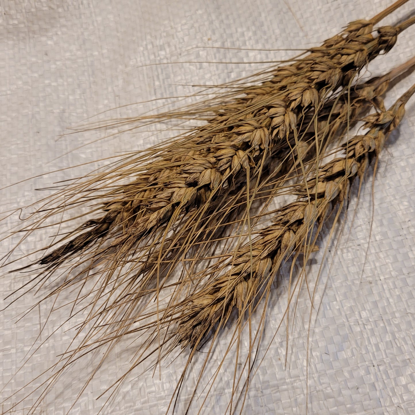 Poltavka Wheat