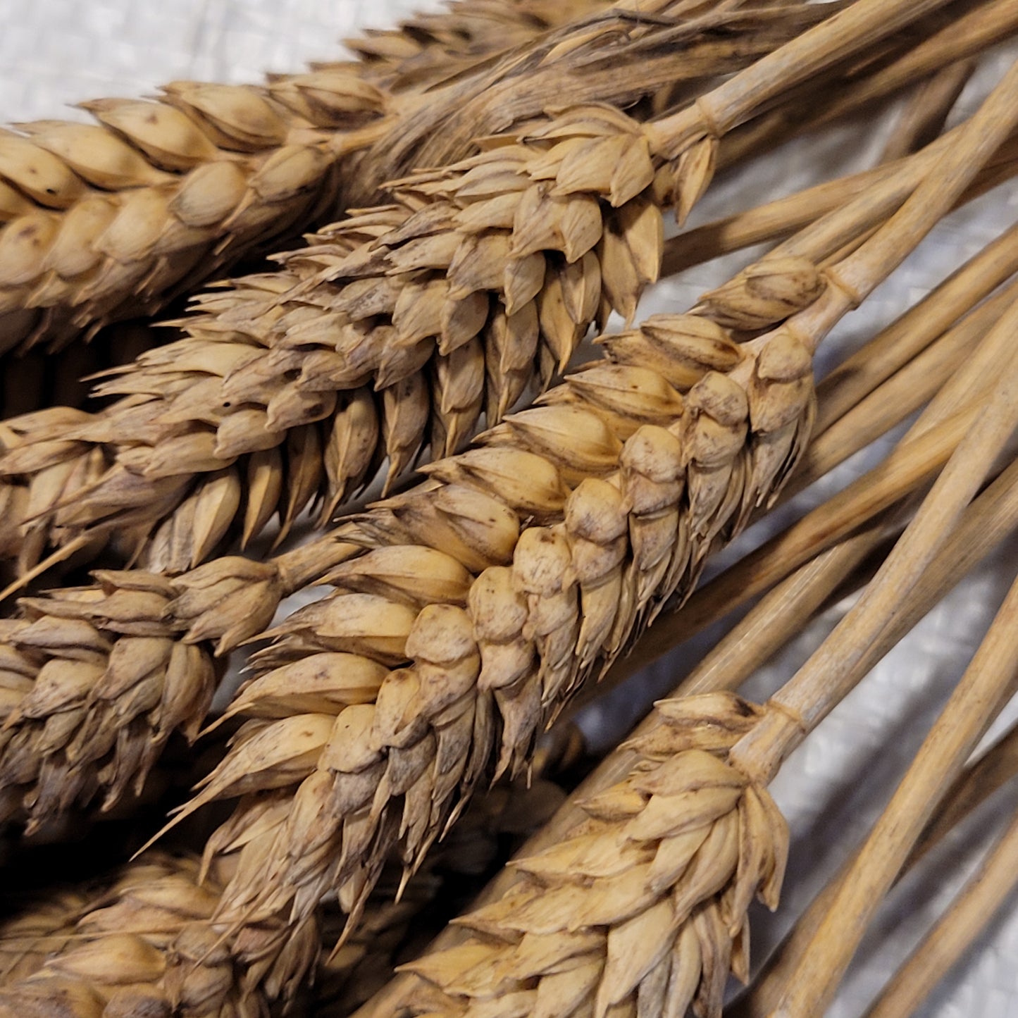 Sandomierka Club Wheat