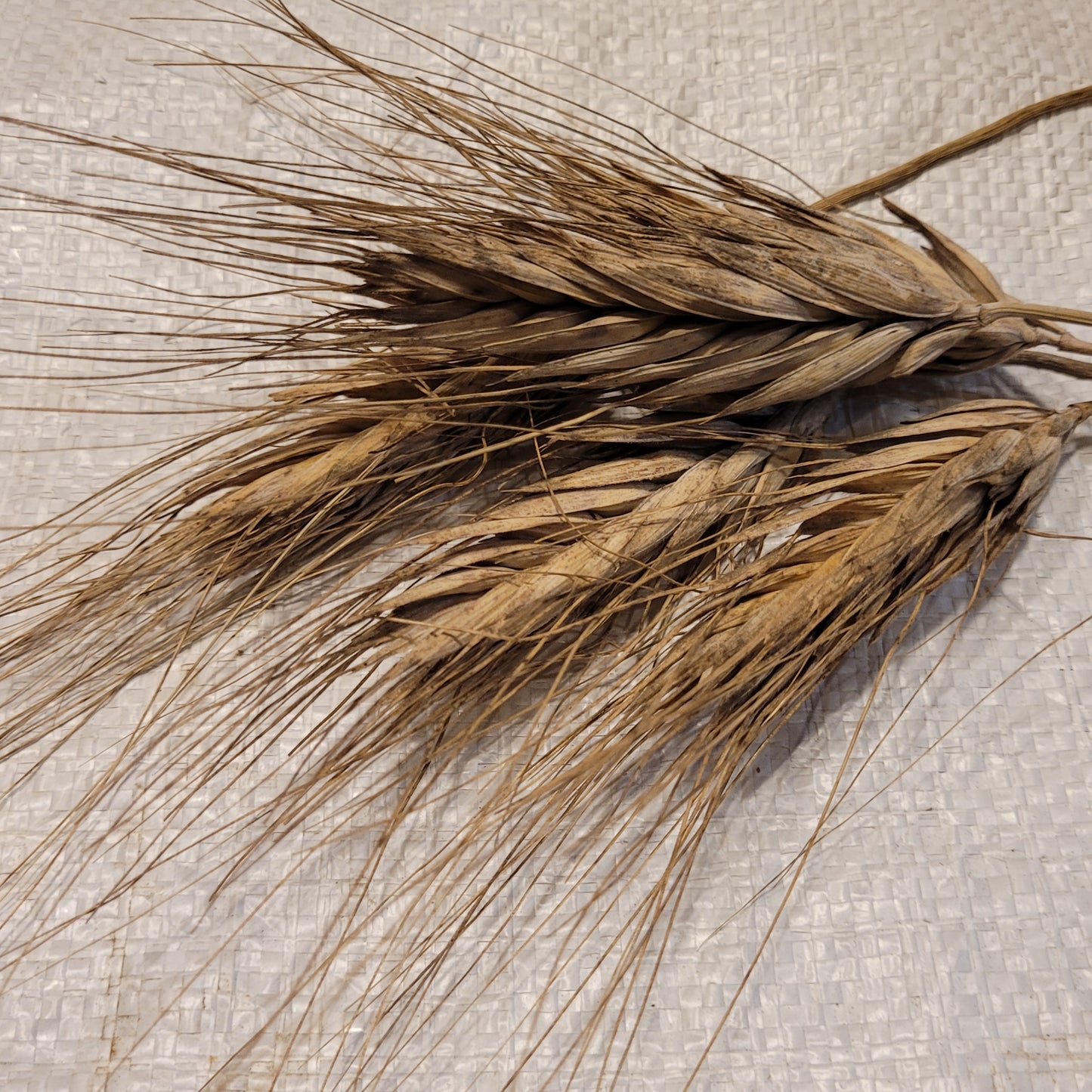 Sin El-Pheel Wheat
