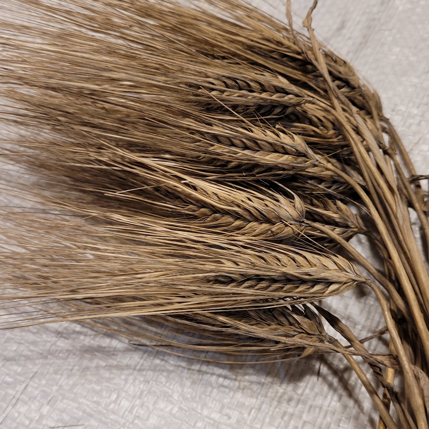 Dutchess Barley