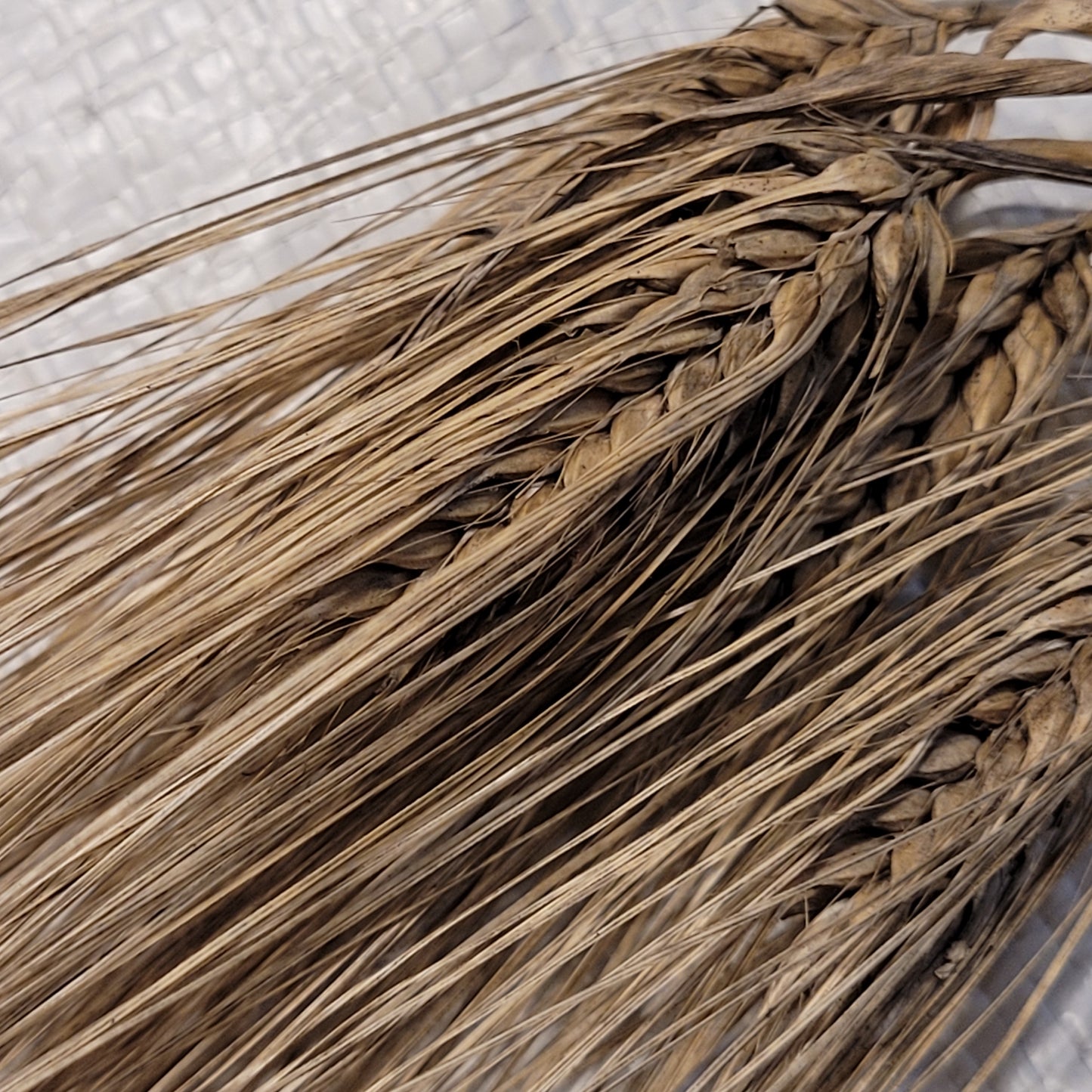 Dutchess Barley