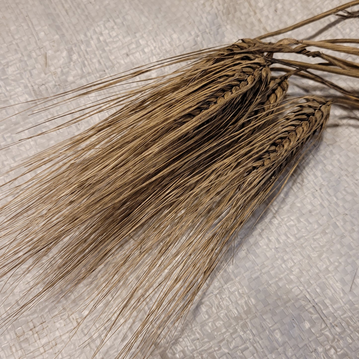 Dutchess Barley