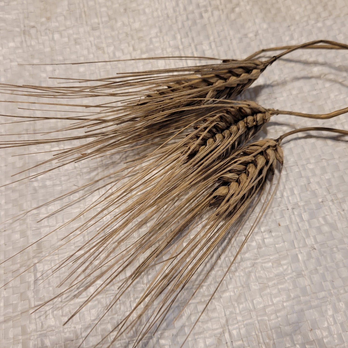 Eve Barley