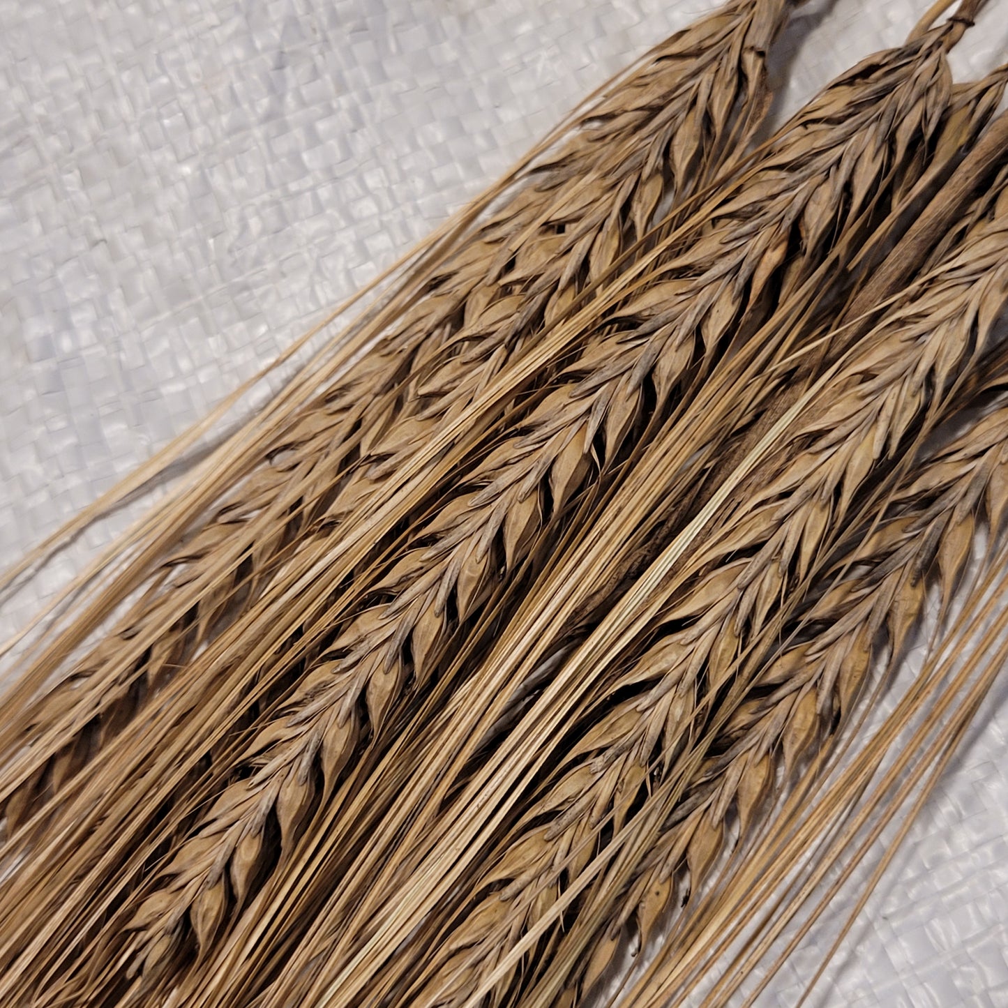 Sardinian Barley - Spring Planted