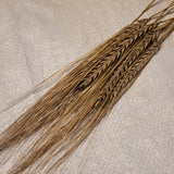 Sardinian Barley - Spring Planted