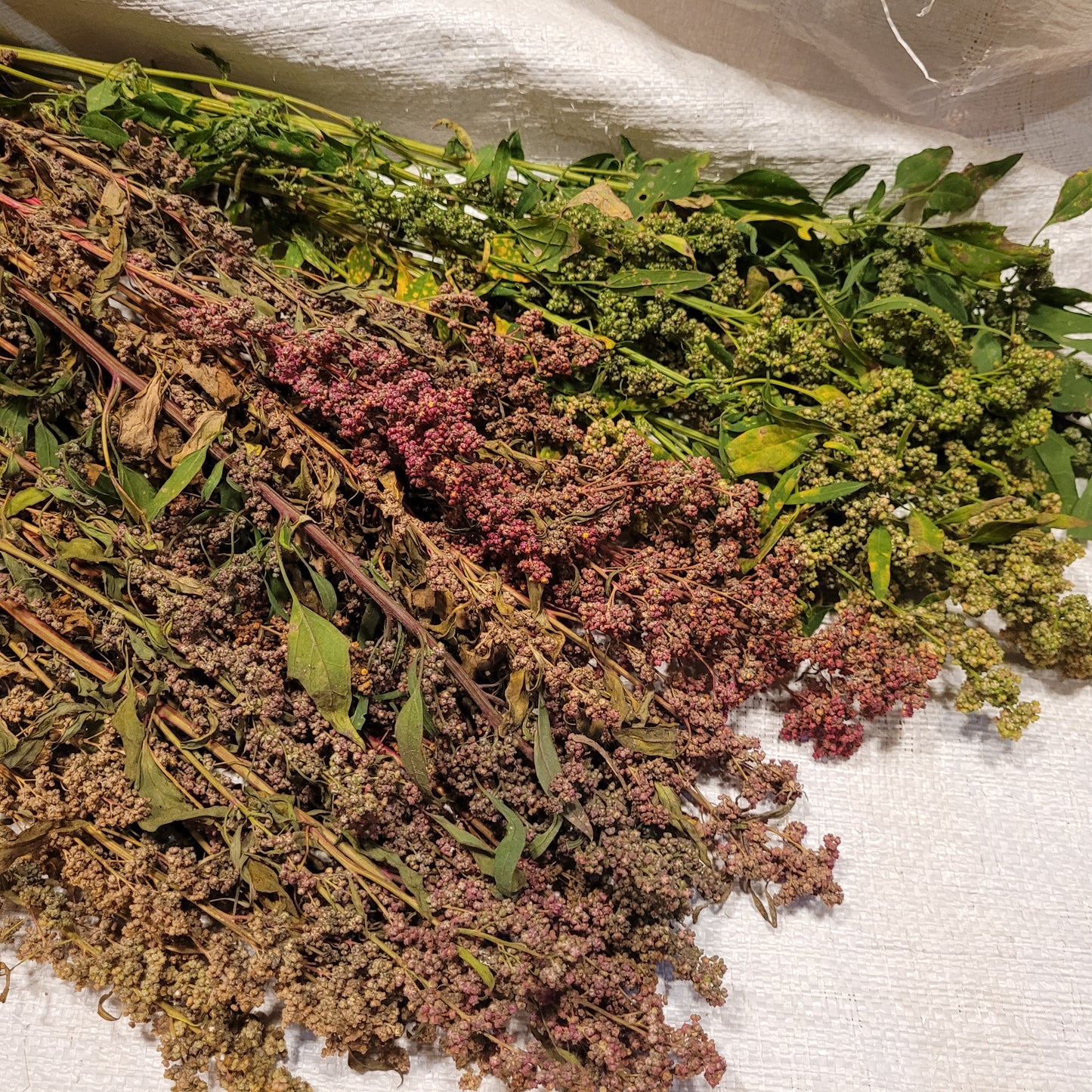 Multi-hued Quinoa